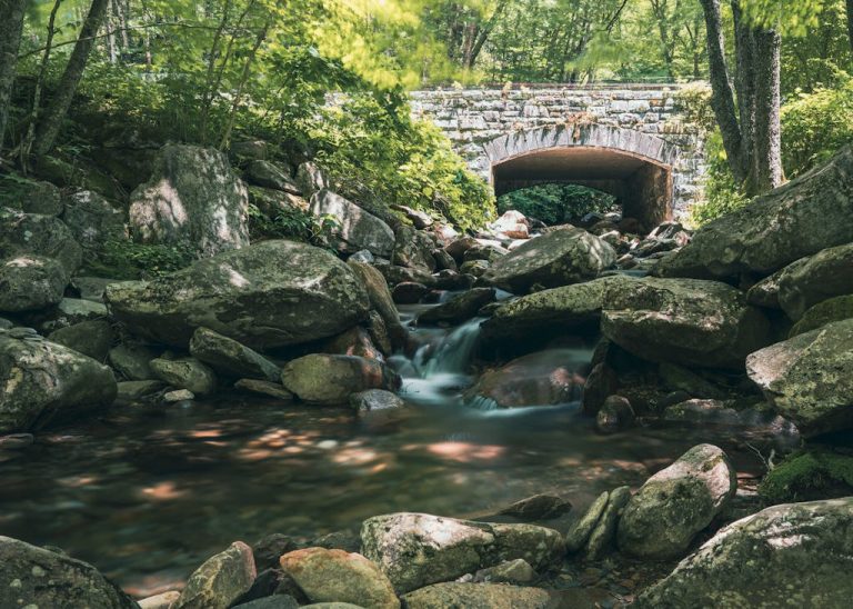 Building a Loyal Blog Audience: Strategies for Engagement and Growth